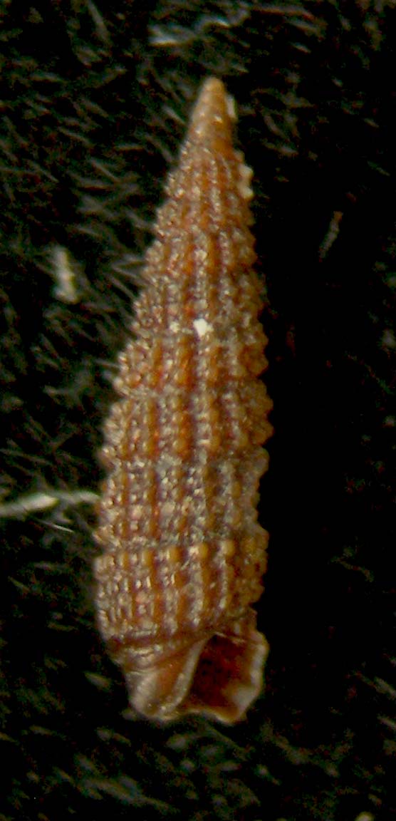 cerithiopsis contigua
